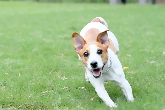 元気そうな犬