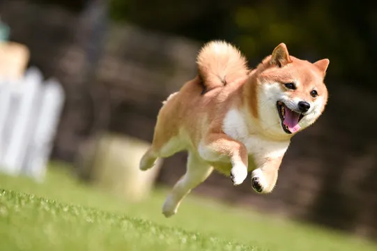 走っている犬